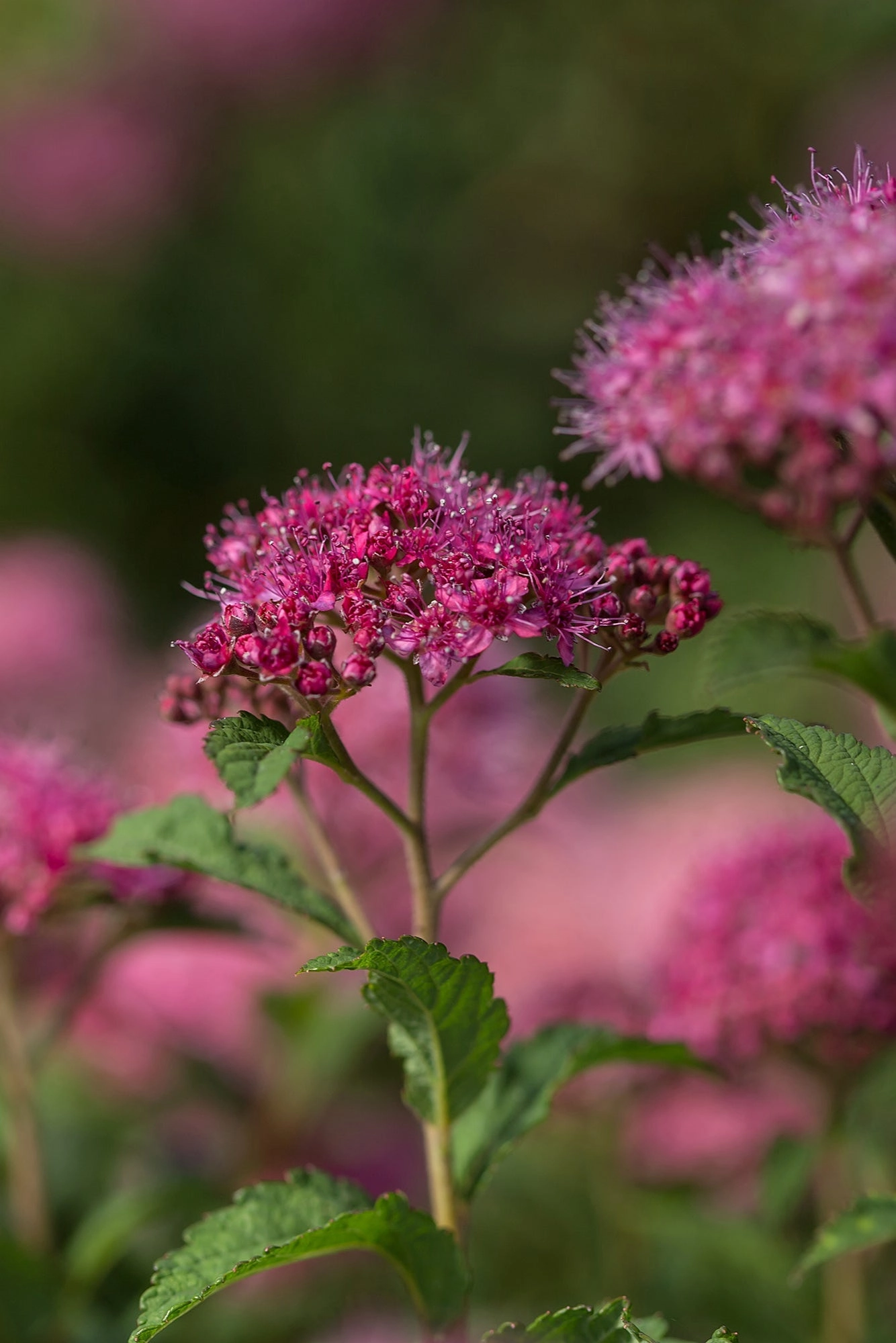 Spiraea X Bum. 'Superstar' #2