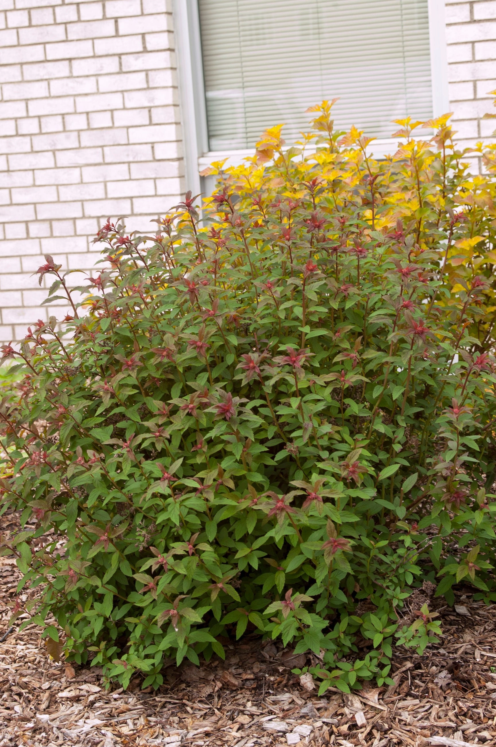 Spiraea X Bum. 'Superstar' #2