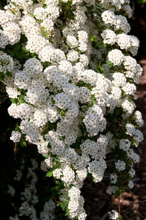 Spiraea x van 'Renaissance' #5 decorative flowerpot  