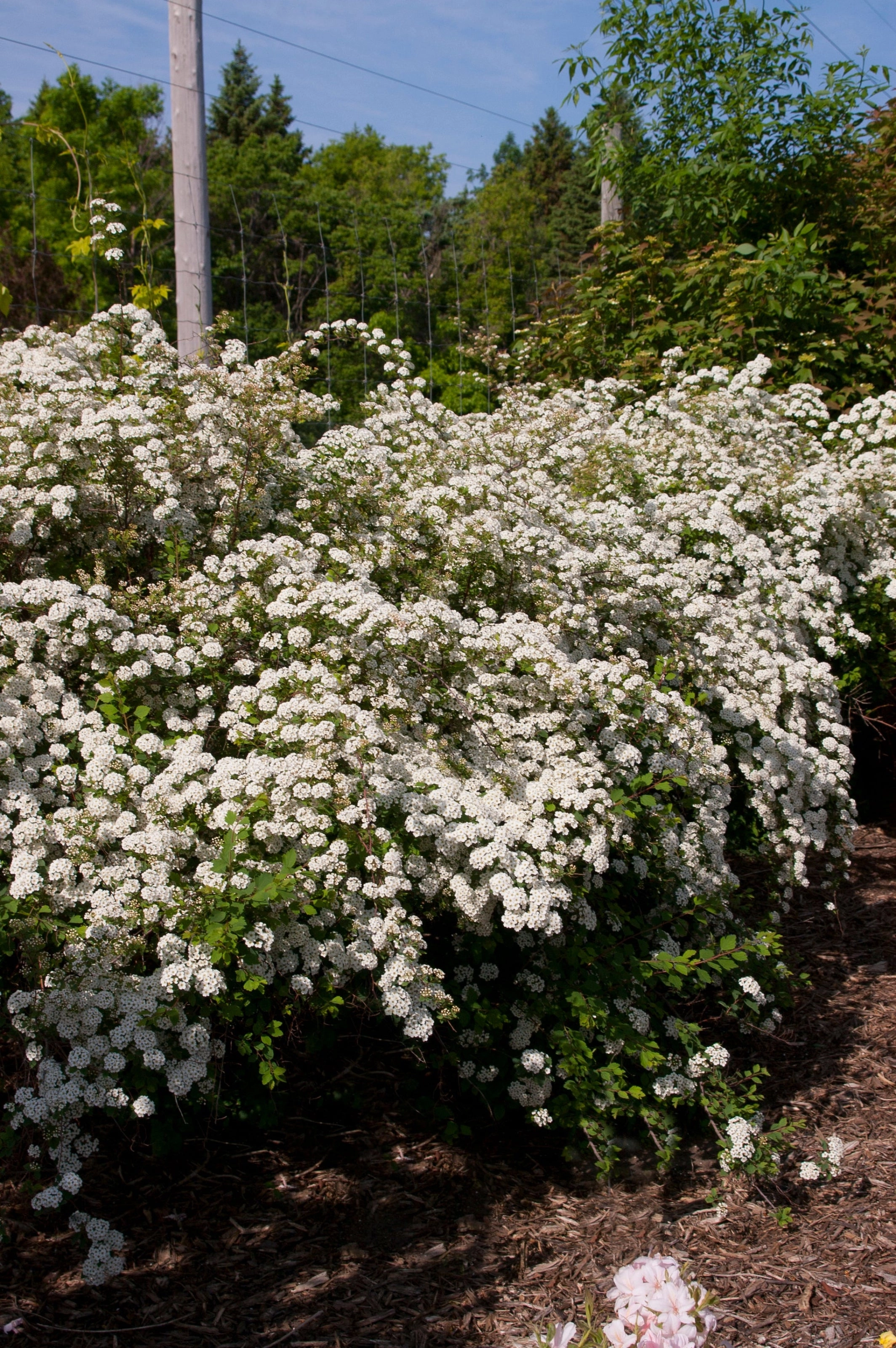 Spiraea x van 'Renaissance' #5