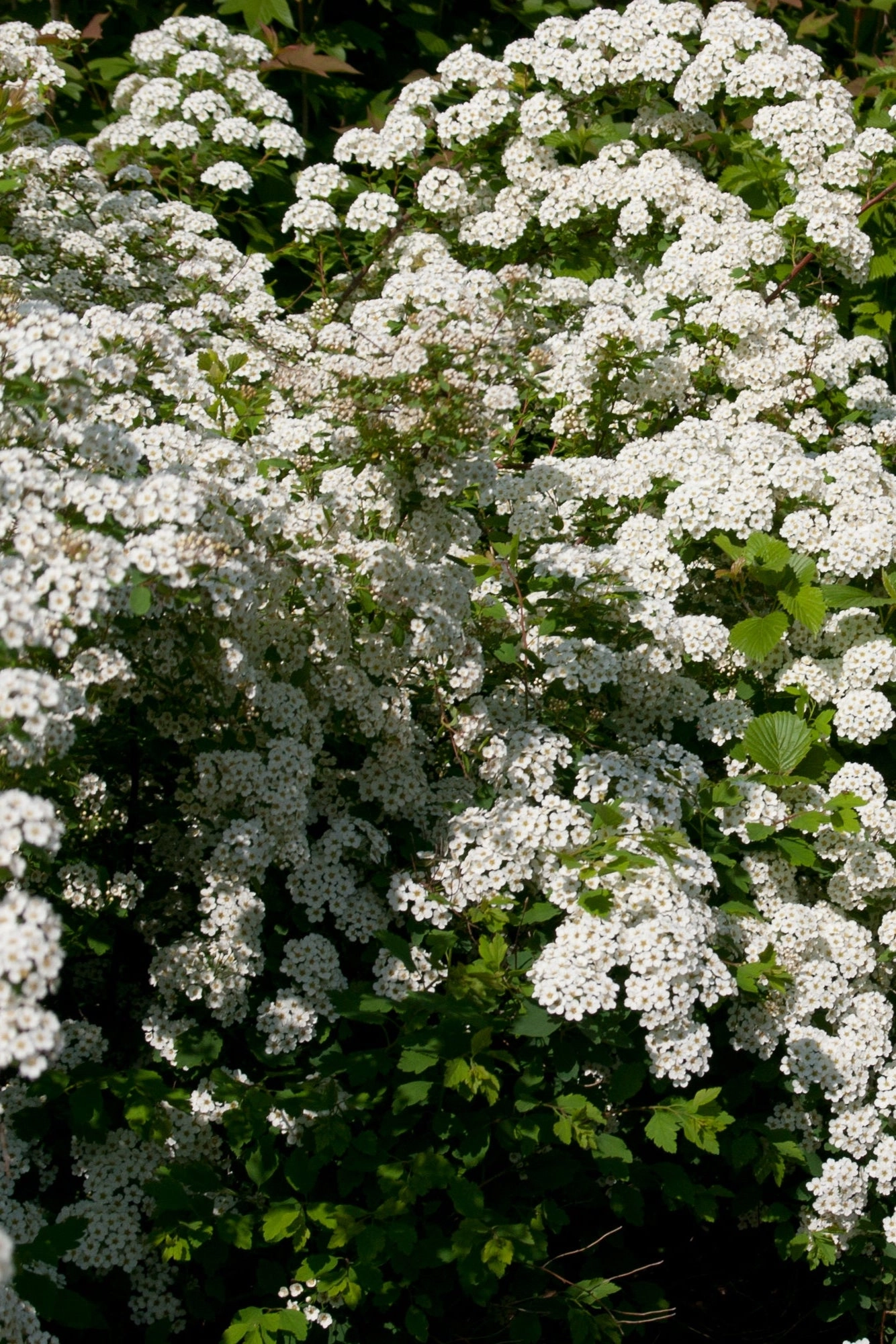 Spiraea x van 'Renaissance' #5