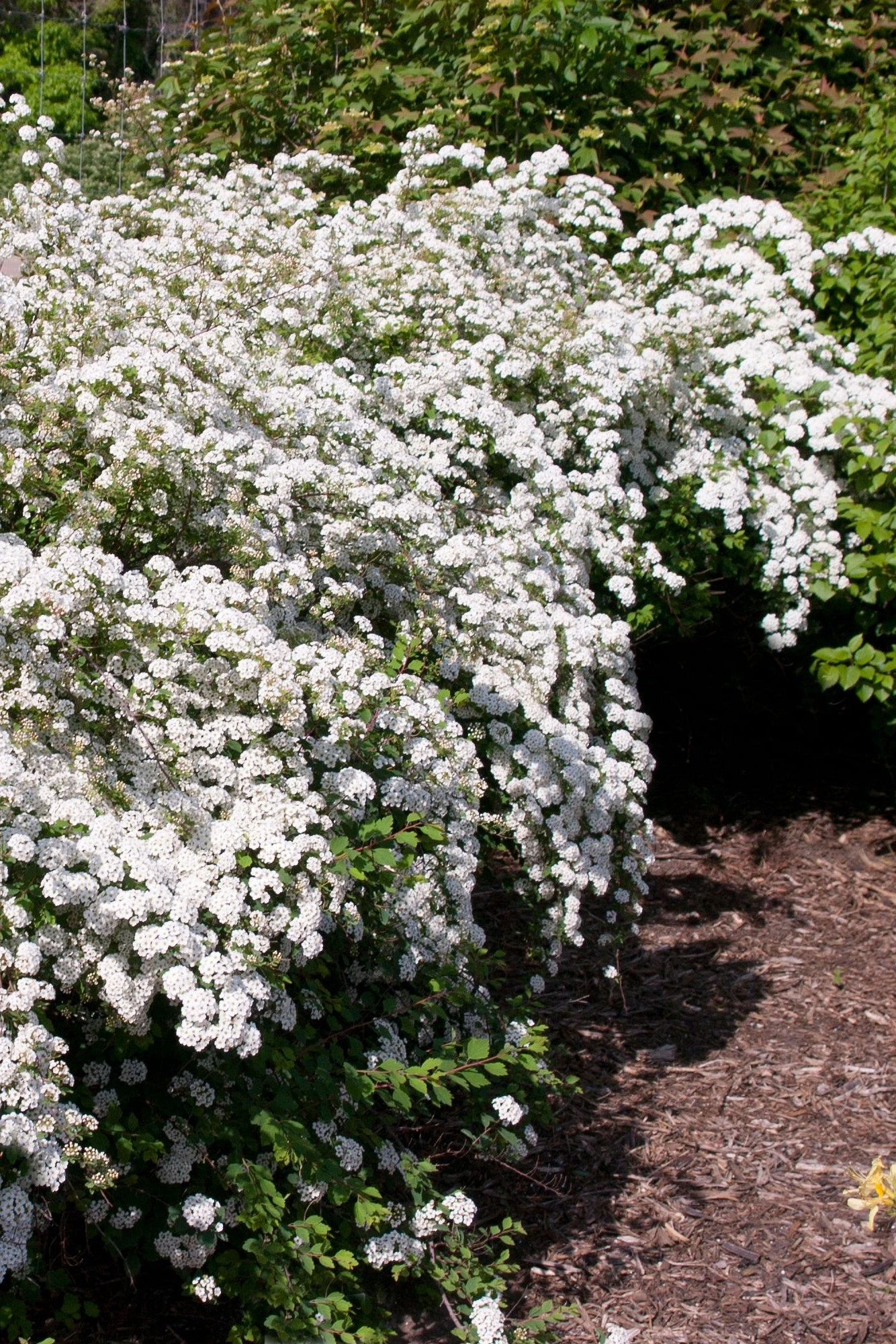 Spiraea x van 'Renaissance' #5