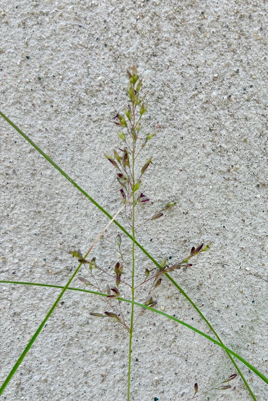 Sporobolus heterolepsis #1