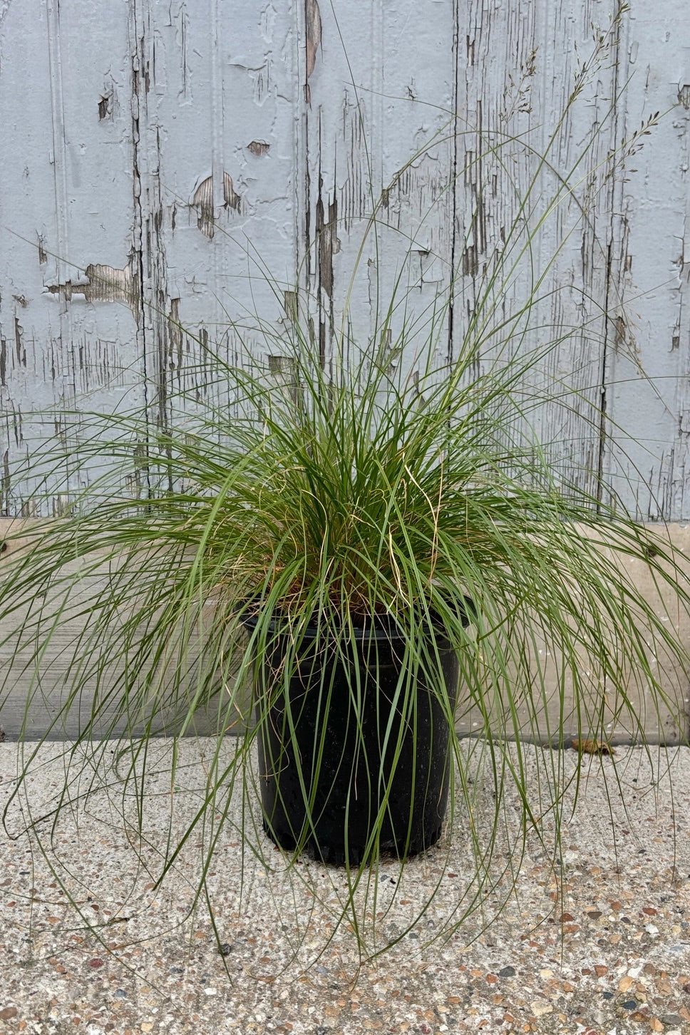 Sporobolus heterolepsis #1 decorative flowerpot  