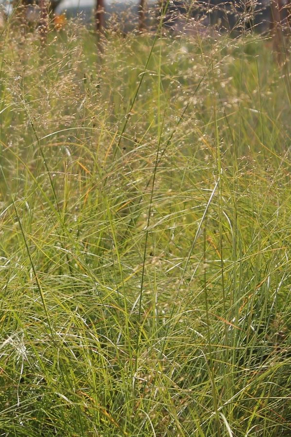 Sporobolus heterolepsis #1