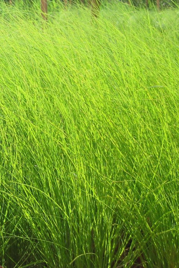 Sporobolus heterolepsis #1