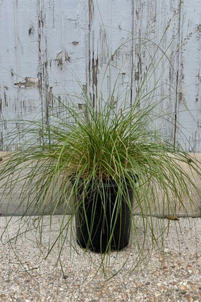 Sporobolus heterolepsis #1 decorative flowerpot  