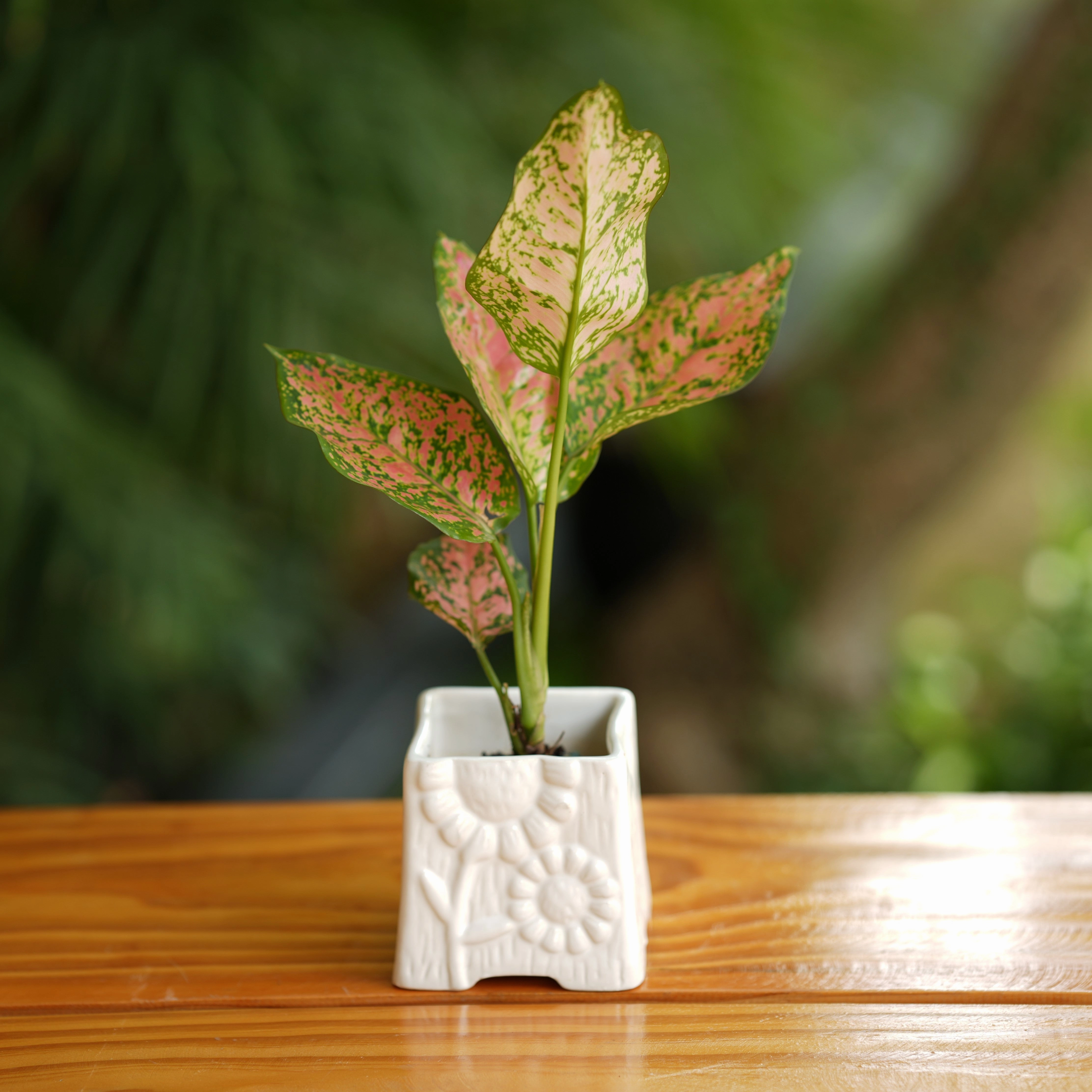 Square Shape Flower Design Ceramic Planter