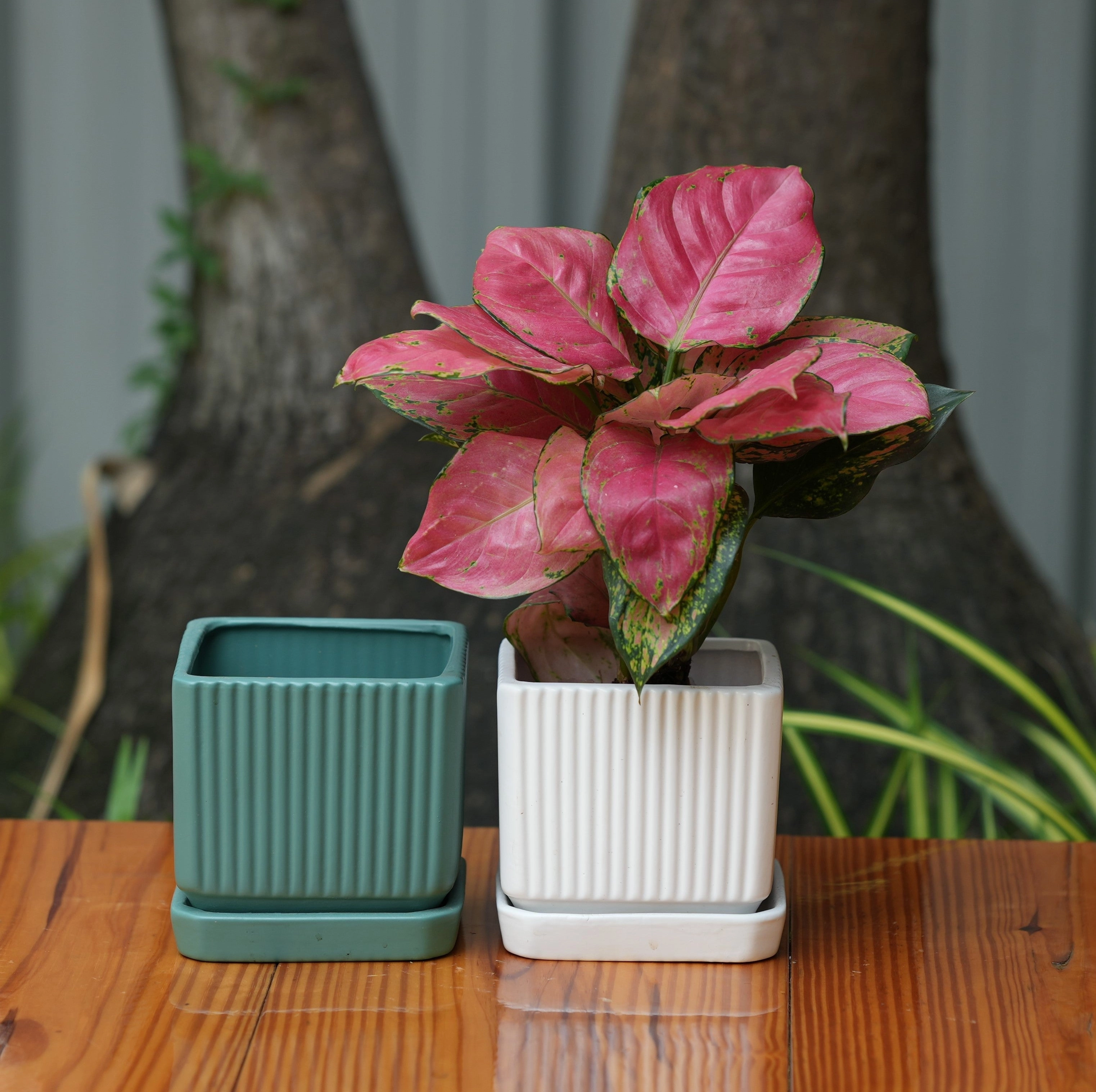 Square Shape Planter With Tray desktop planter  