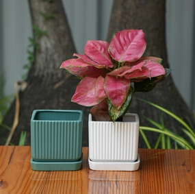 Square Shape Planter With Tray shade perennial  