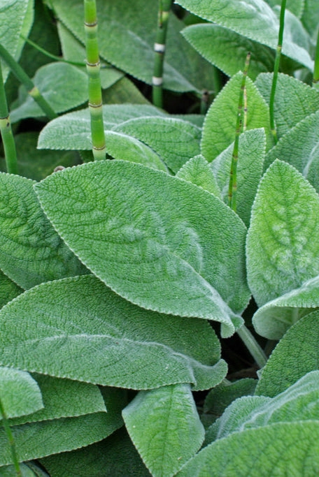 Stachys b. 'Helen von Stein' #1