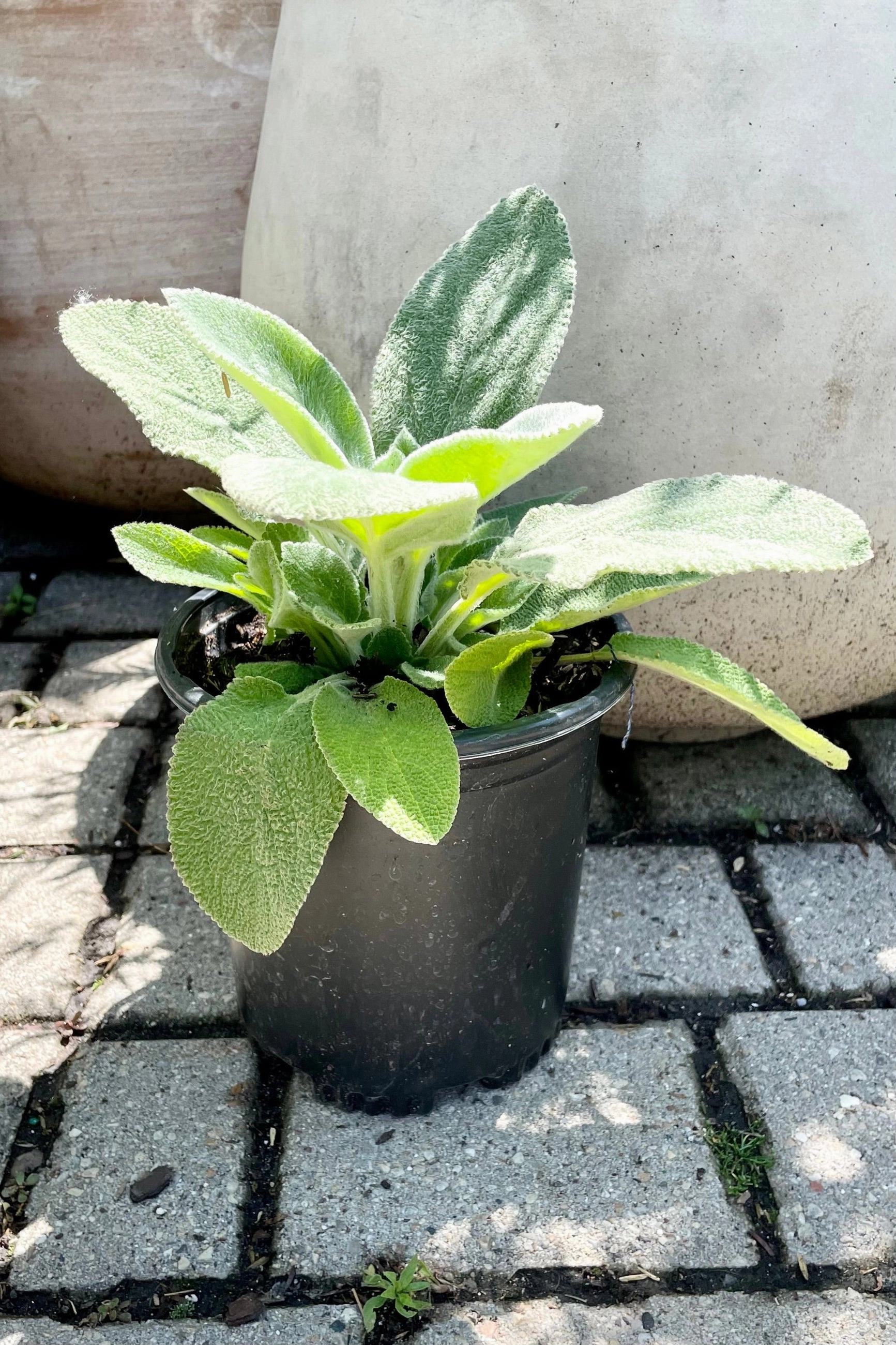 Stachys b. 'Helen von Stein' #1