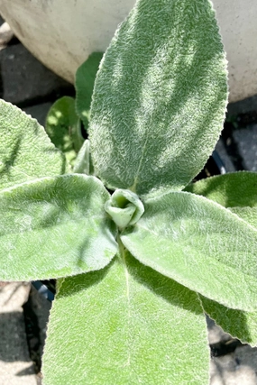 Stachys b. 'Helen von Stein' #1 decorative flowerpot  