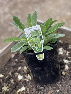 Stachys byzantina 'Lamb's Ears' small flower pot  