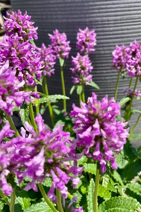 Stachys o. 'Densiflorus' #1 decorative flowerpot  
