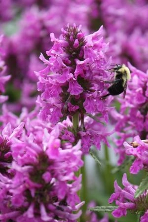 Stachys o. 'Densiflorus' #1