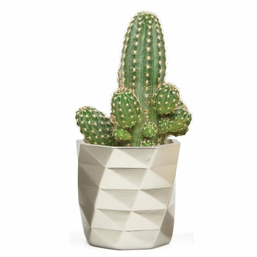 Stagma Pot