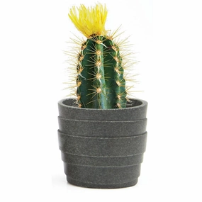 Stagma Pot plant seeds  