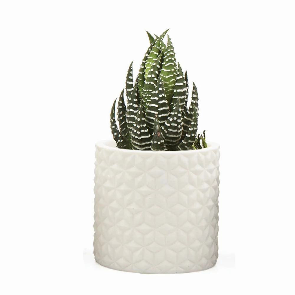 Stagma Pot