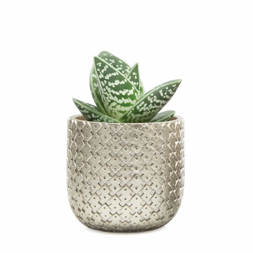 Stagma Pot