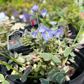 Stairway to Heaven Jacob's Ladder | Polemonium single layer plant shelf  
