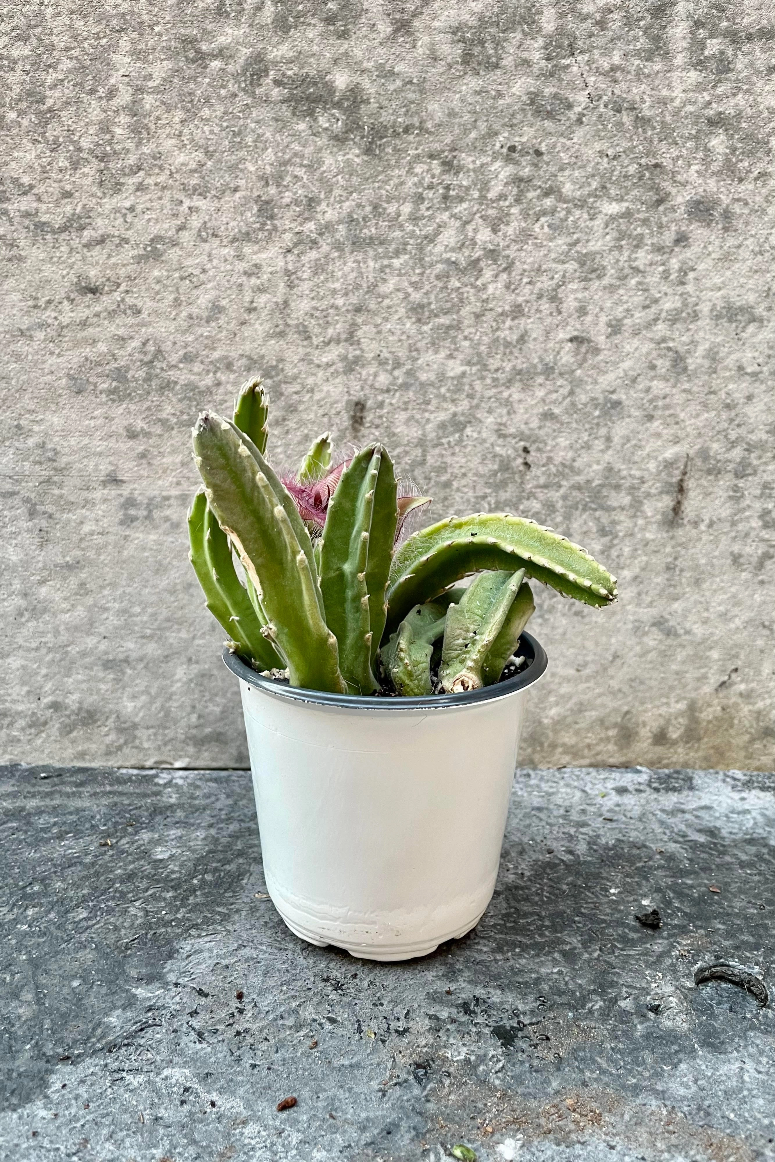 Stapelia "Carrion Flower" 4"