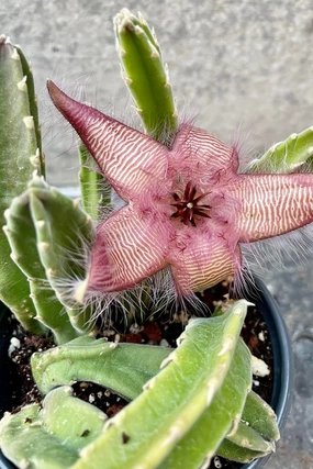 Stapelia "Carrion Flower" 4" medium flower pot  