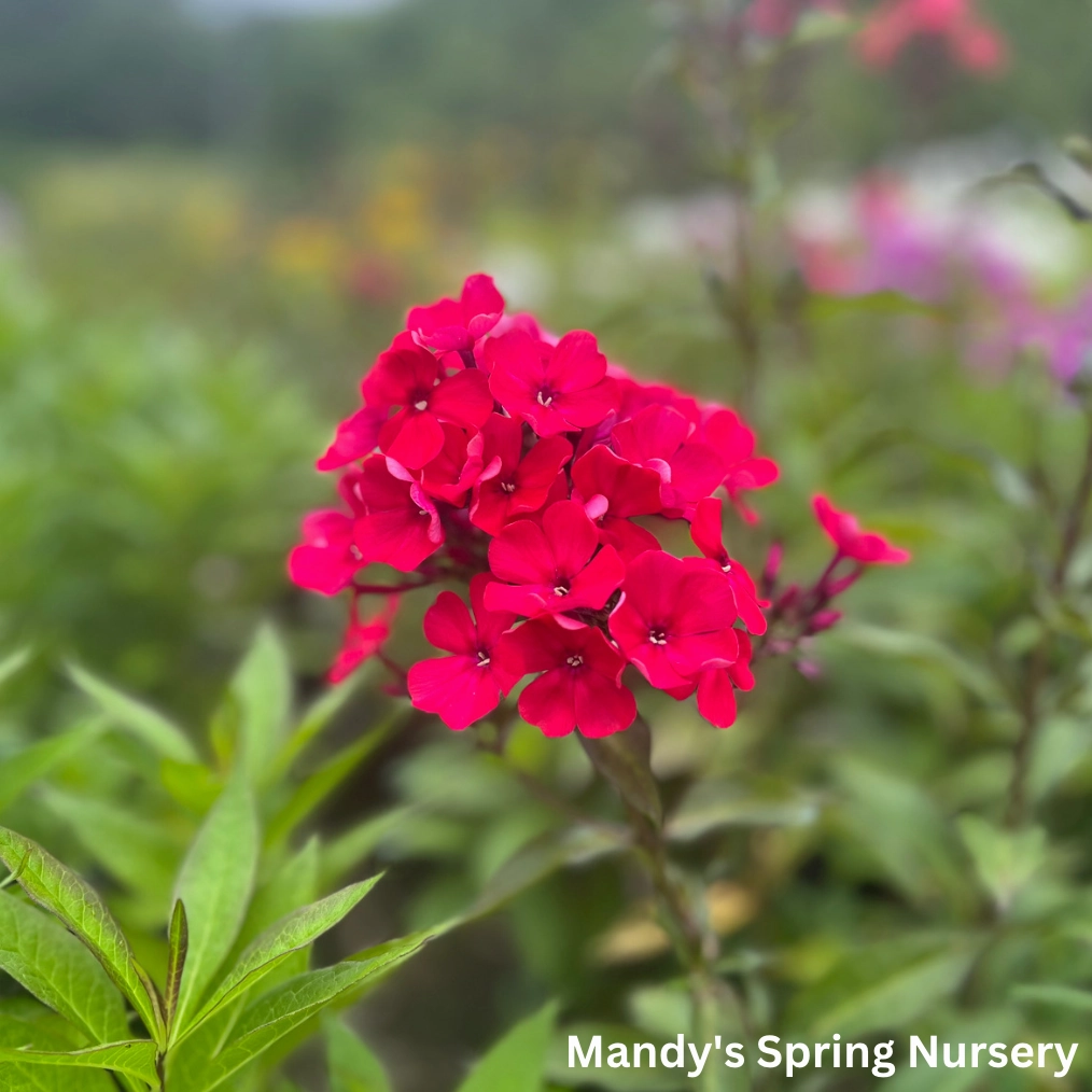 Starfire Garden Phlox | Phlox paniculata traditional flower vase  