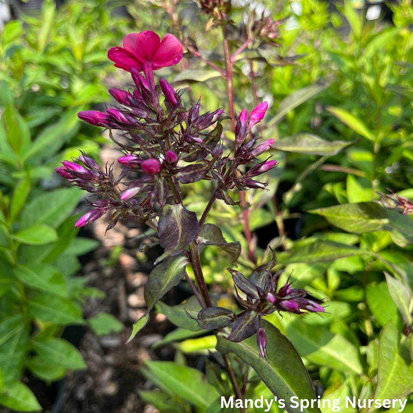 Starfire Garden Phlox | Phlox paniculata