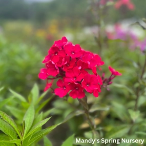 Starfire Garden Phlox | Phlox paniculata traditional flower vase  