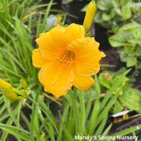 Stella de Oro Daylily | Hemerocallis 'Stella de Oro' traditional flower vase  