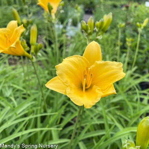 Stella de Oro Daylily | Hemerocallis 'Stella de Oro'