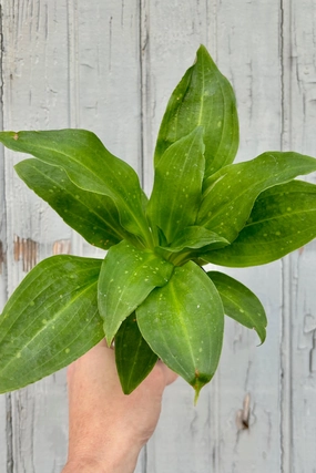 Stenorrhynchos speciosum 3" medium flower pot  