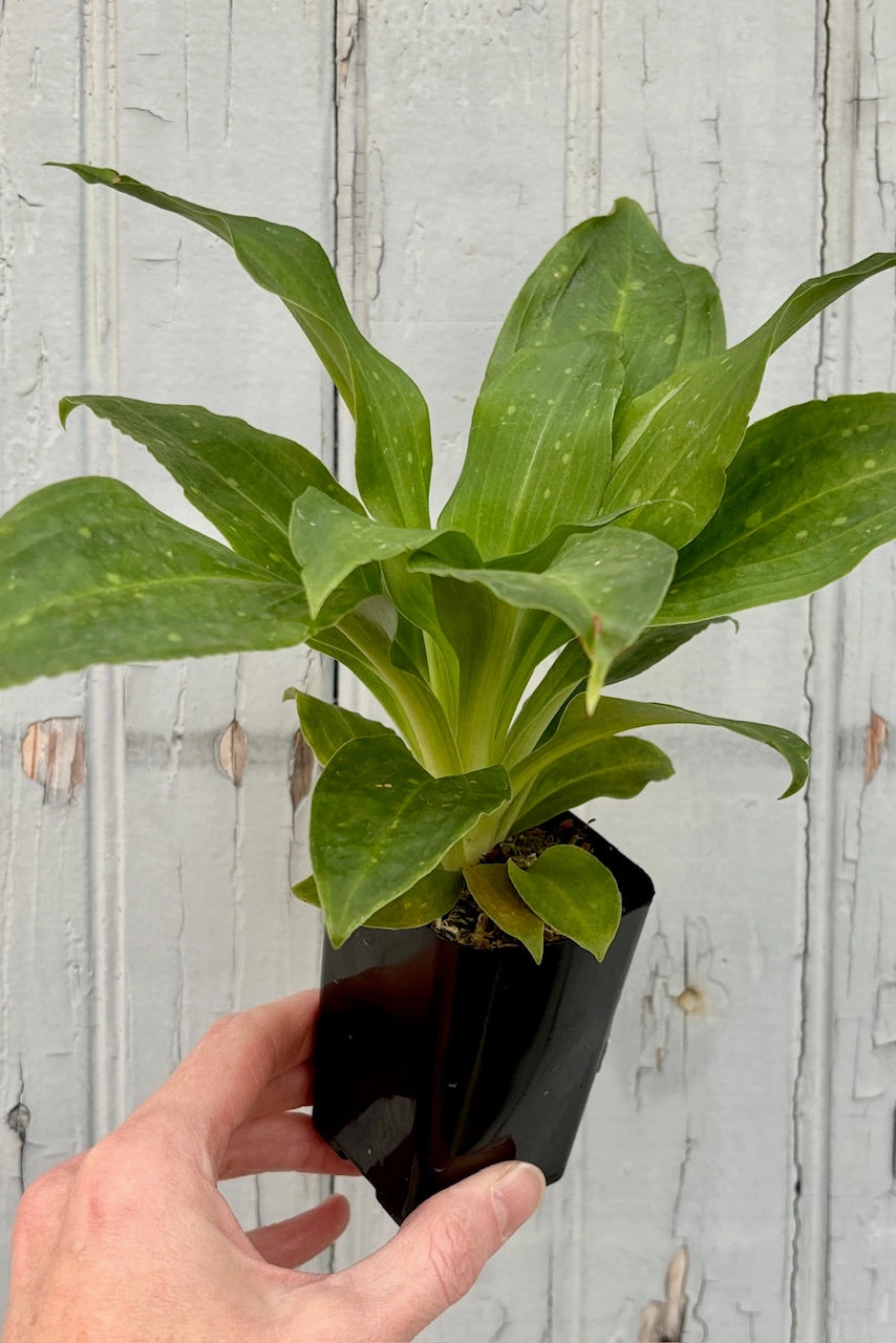 Stenorrhynchos speciosum 3"