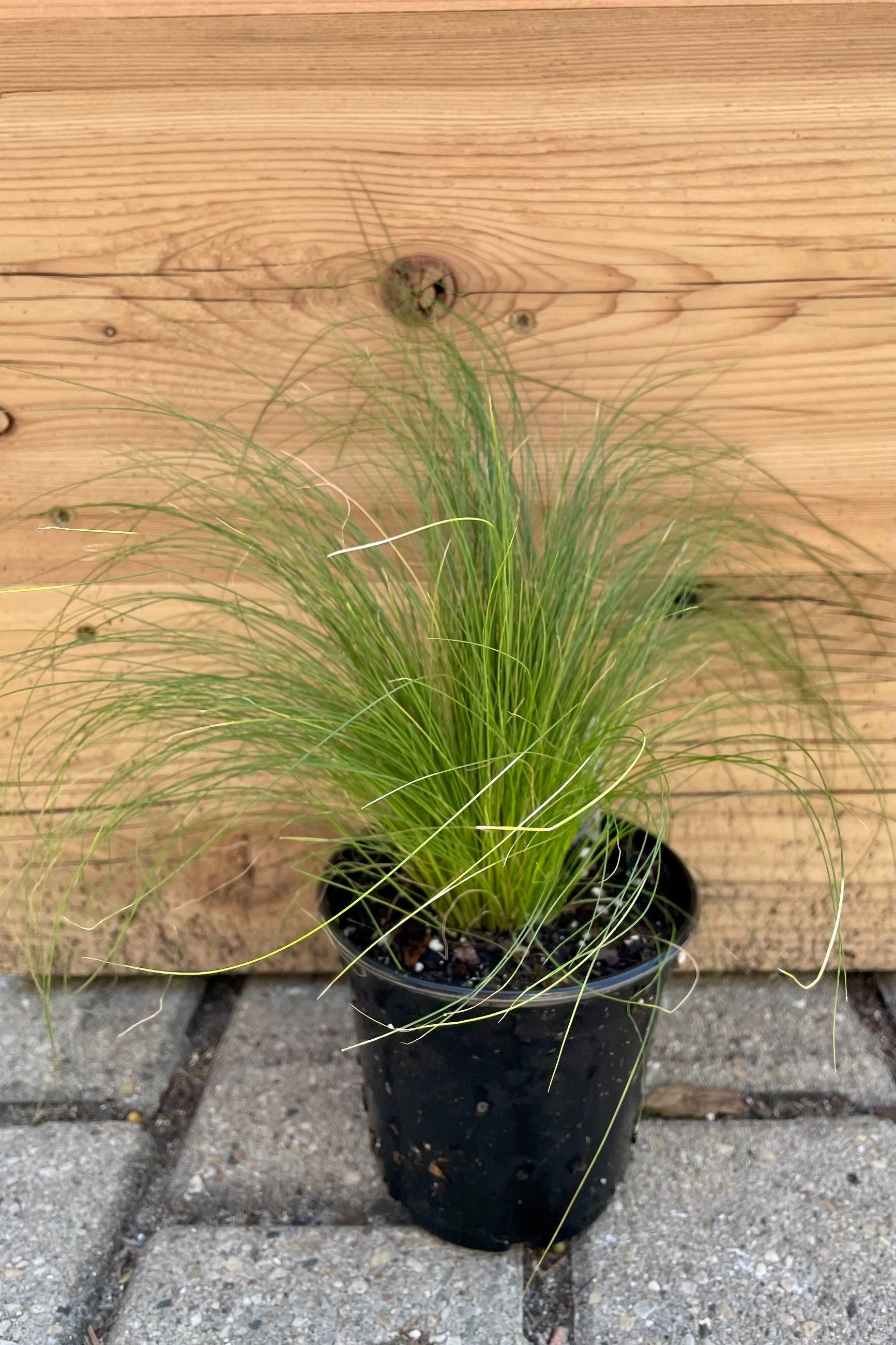 Stipa "Pony Tails" 4.5"