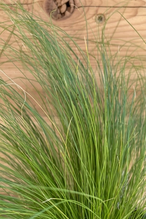Stipa "Pony Tails" 4.5" decorative flowerpot  