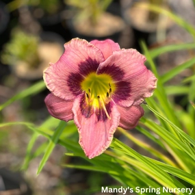 Storm of the Century Daylily | Hemerocallis 'Storm of the Century' traditional flower vase  