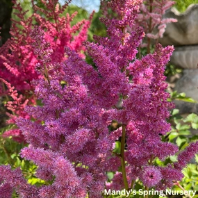 Strawberry Cake Astilbe | Astilbe chinensis single layer plant shelf  