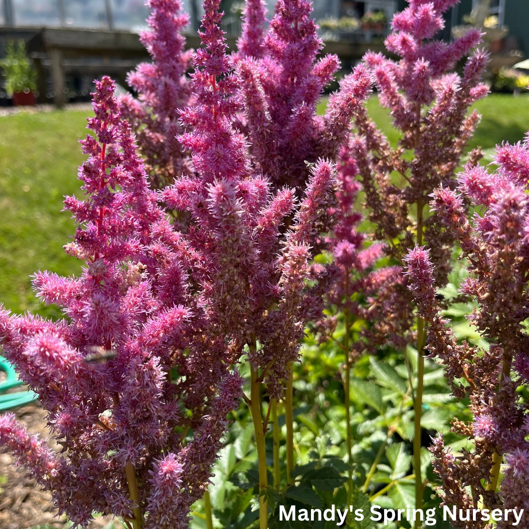 Strawberry Cake Astilbe | Astilbe chinensis