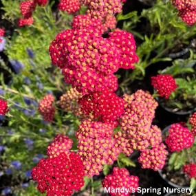 Strawberry Seduction Yarrow | Achillea millefolium 'Strawberry Seduction' traditional flower vase  