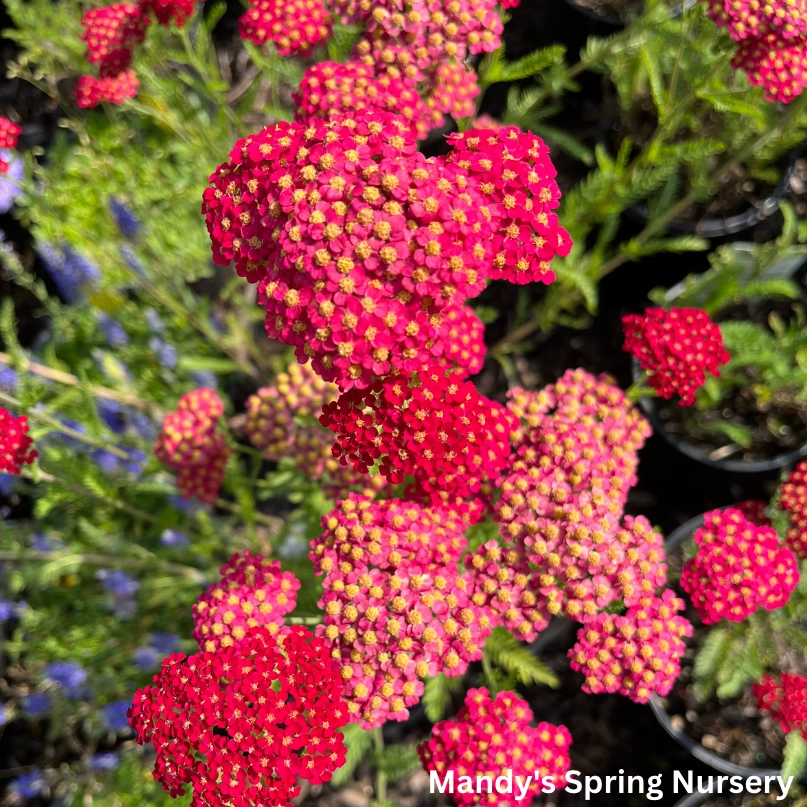 Strawberry Seduction Yarrow | Achillea millefolium 'Strawberry Seduction' traditional flower vase  