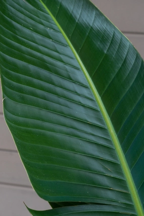 Strelitzia nicolai "White Bird of Paradise" 12" medium flower pot  