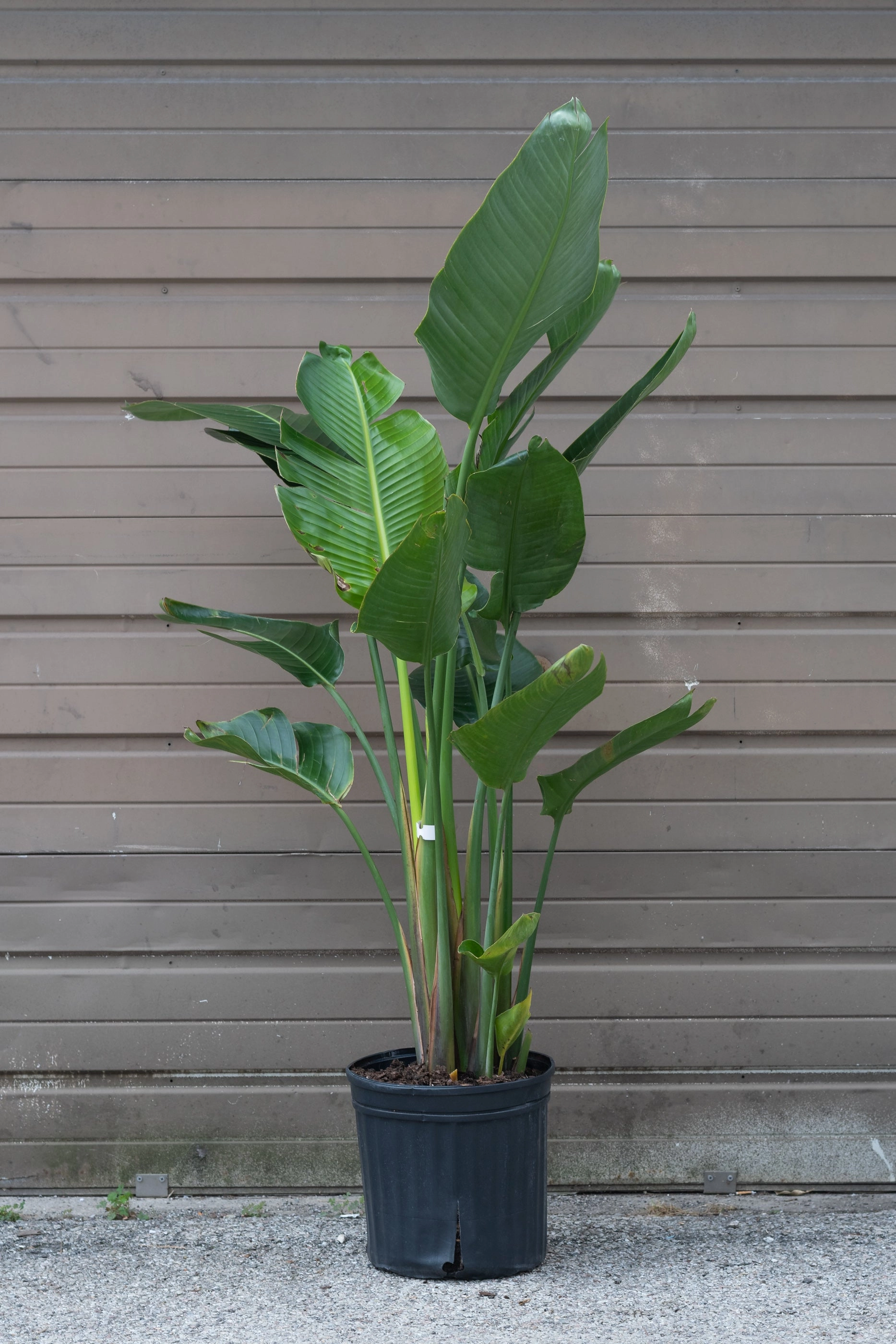 Strelitzia nicolai "White Bird of Paradise" 12"
