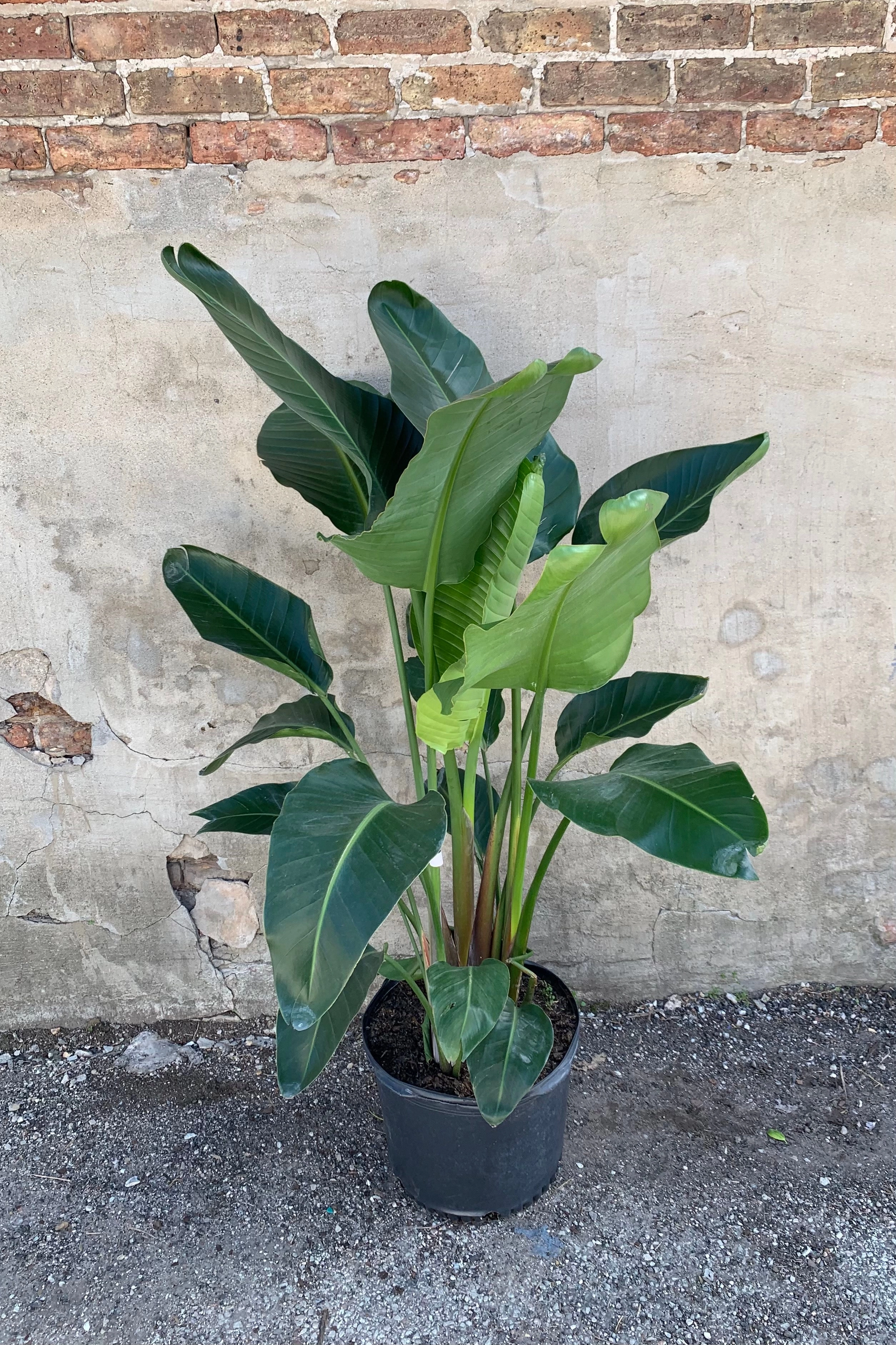 Strelitzia nicolai "White bird of Paradise" 14
