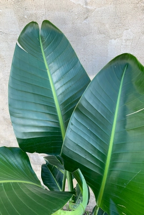 Strelitzia nicolai "White bird of Paradise" 14 medium flower pot  