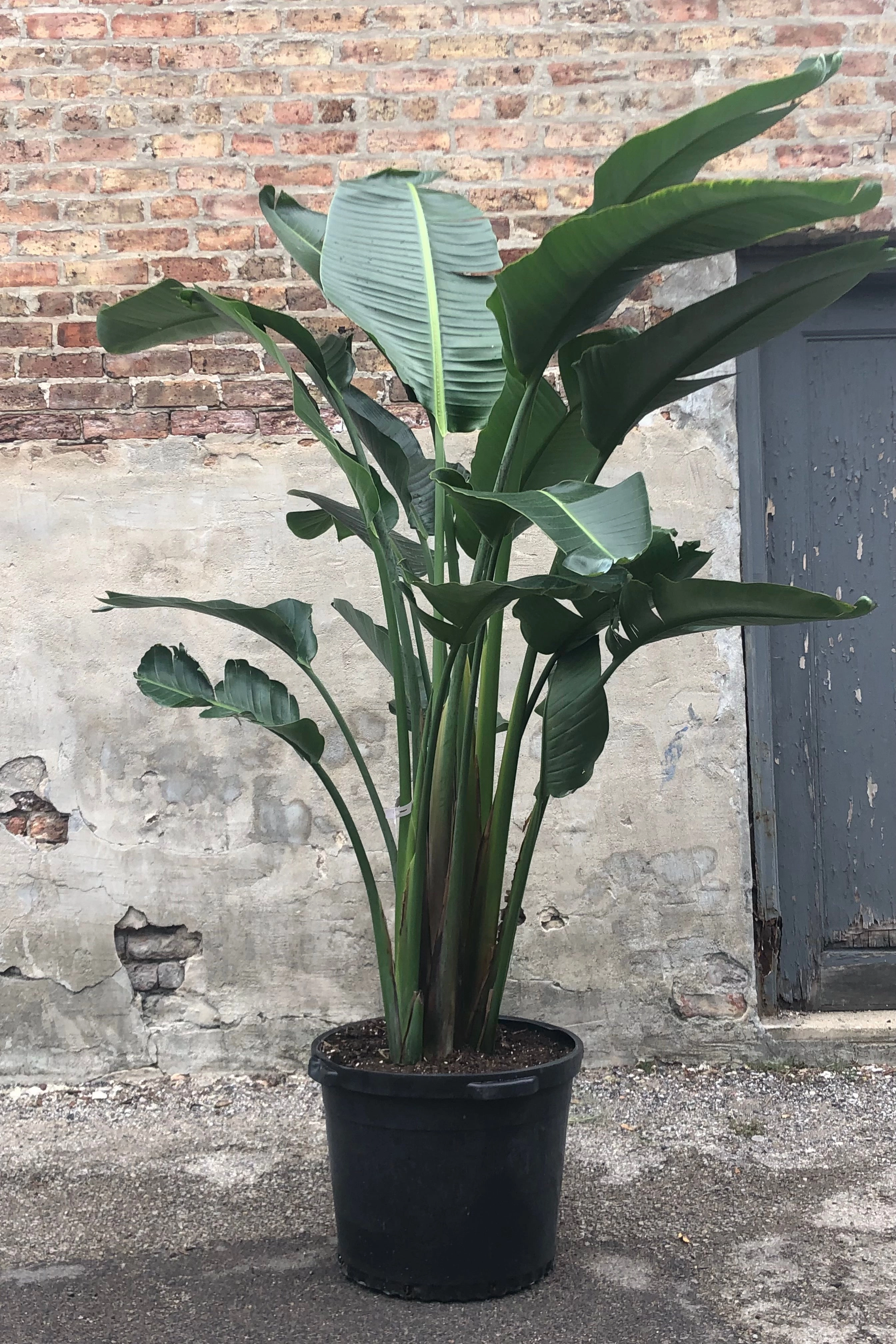 Strelitzia nicolai "White Bird of Paradise" 17"