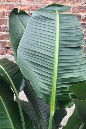 Strelitzia nicolai "White Bird of Paradise" 17" medium flower pot  