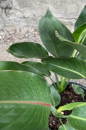 Strelitzia reginae 10" medium flower pot  