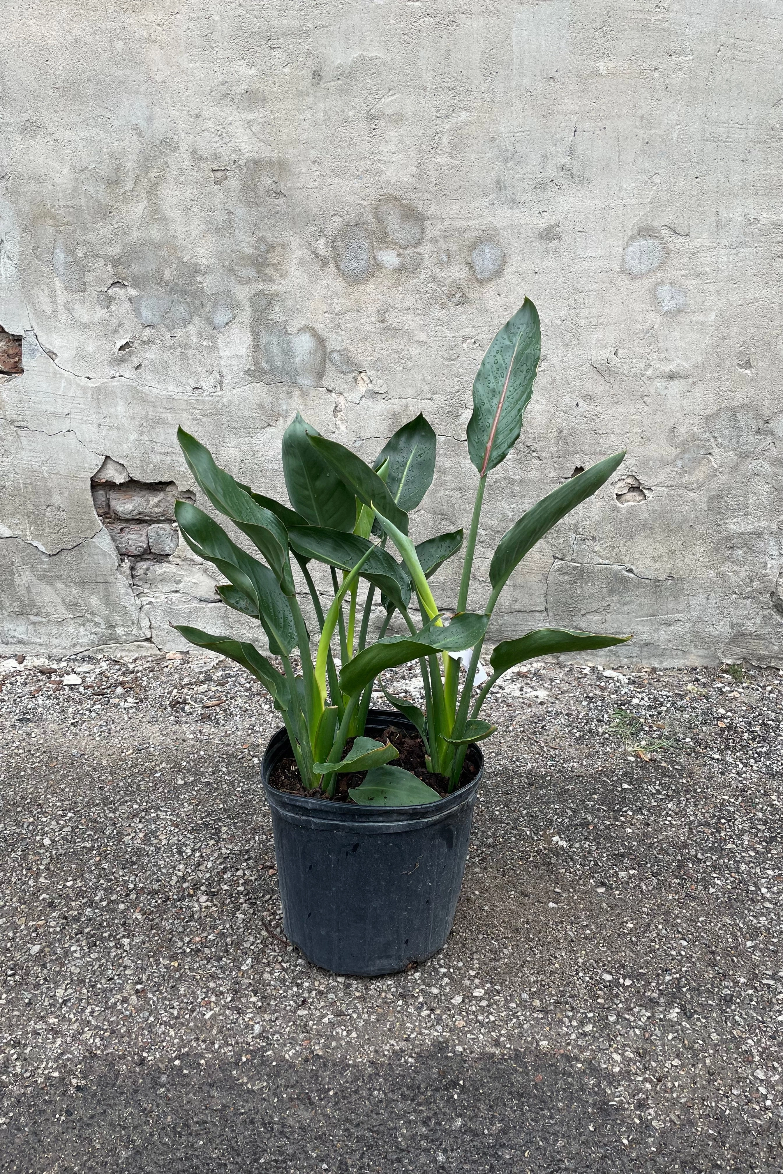 Strelitzia reginae 10"