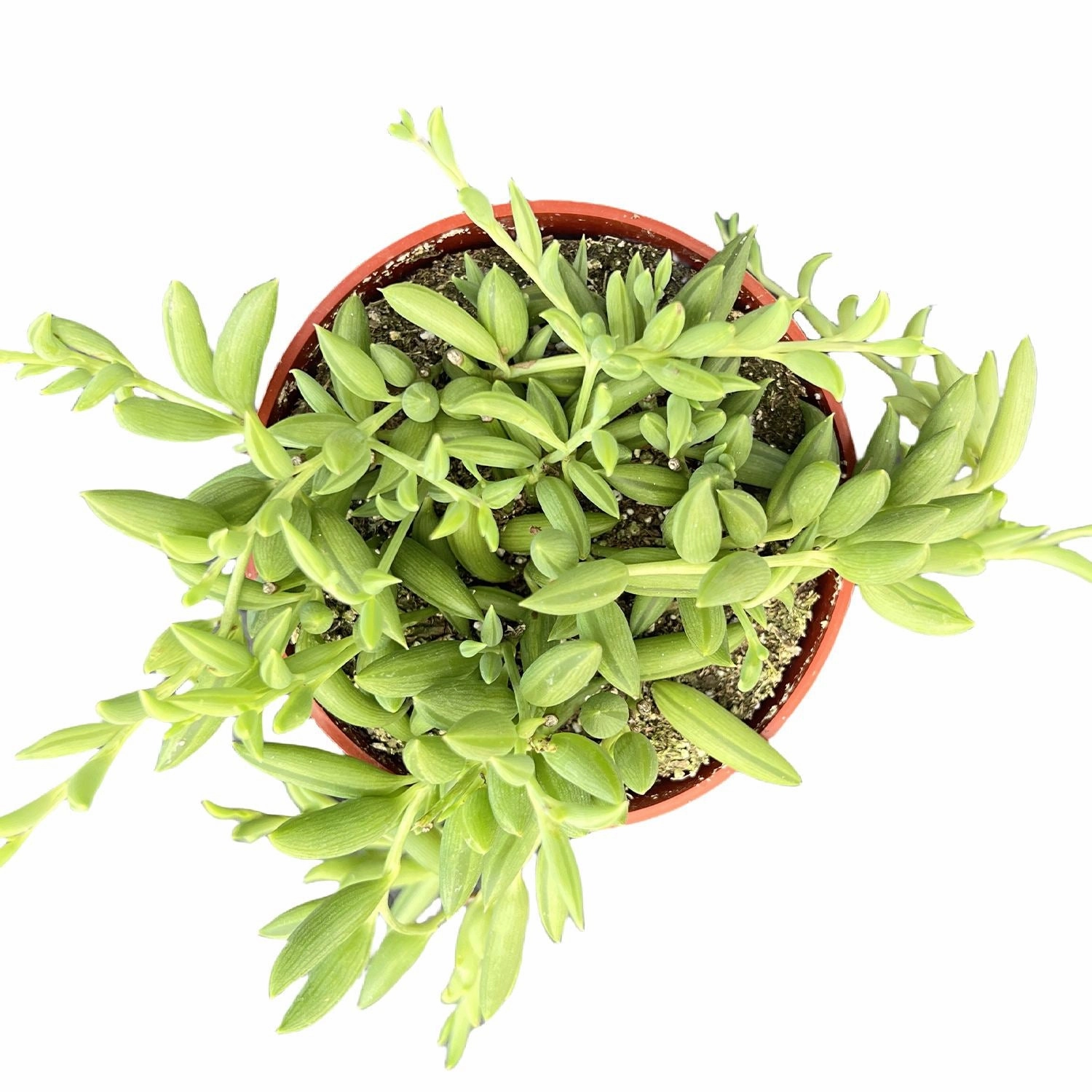 String of Bananas / Senecio Radicans (4 inch)